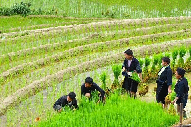 Sapa Trekking Tour 2 Days 1 Night By Bus - Meals, inclusions, and the $85 price