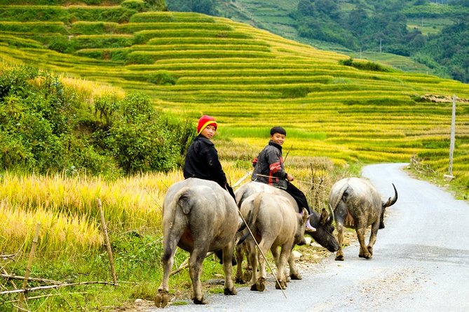 Sapa Villages trekking and homestay 2 Days/ 1 night package tour: best selling - Why this Sapa trek is worth considering
