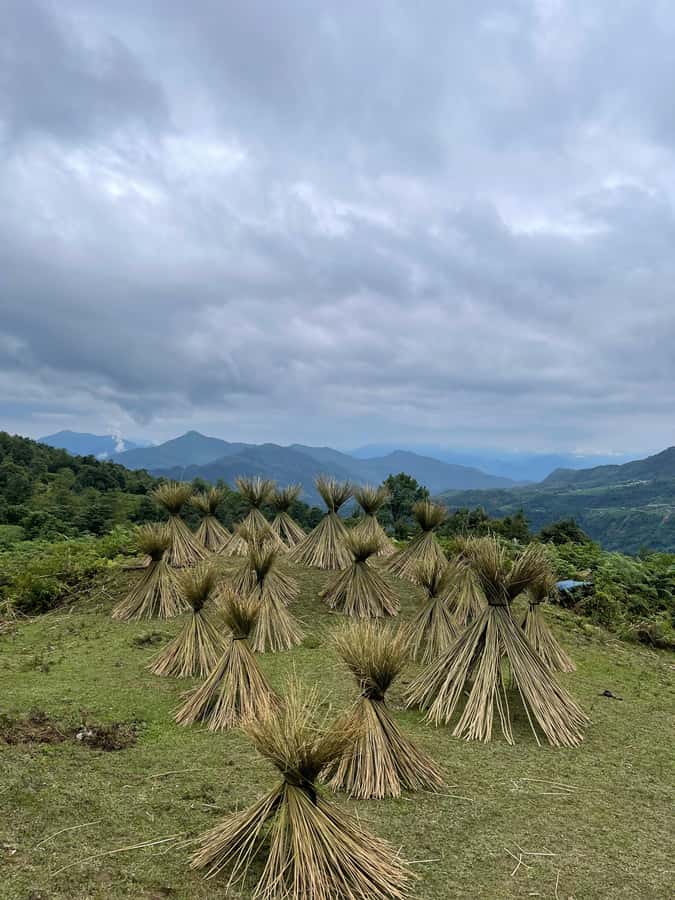 Sapa: Y Linh Ho - Lao Chai, and Ta Van Trekking Day Tour - Key points at a glance
