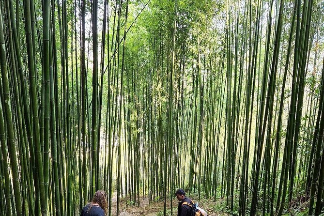 The best view and most authentic tour in Sapa (Non Touristy) - Bamboo forest and the changing views