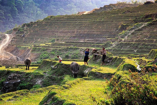 Trekking Through Rice Terraced Fields - 1Day - What the guides add to the day