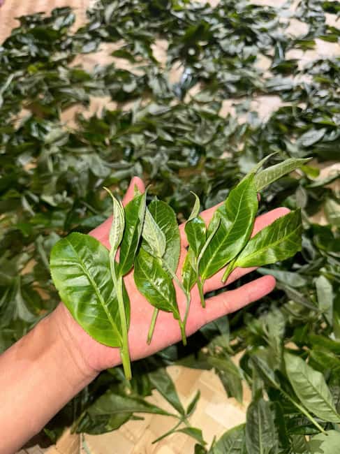 Vietnam Tea Tasting - Giang Egg Coffee & Train Street Visit - The Train Street question